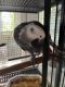 African Grey Parrot Birds for sale in Canton, GA, USA. price: NA
