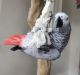 African Grey Parrot Birds for sale in 152 W 57th St, New York, NY 10019, USA. price: NA