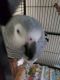 African Grey Parrot Birds for sale in Cresaptown, MD 21502, USA. price: $1,500