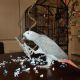 African Grey Parrot Birds for sale in Miami, FL, USA. price: $650