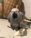 African Grey Parrot Birds for sale in Miami, FL, USA. price: $650