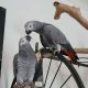 African Grey Parrot Birds for sale in Seattle, WA, USA. price: $1,000