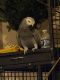 African Grey Parrot Birds for sale in Ann Arbor, MI 48108, USA. price: NA