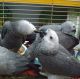 African Grey Parrot Birds for sale in Montgomery, AL, USA. price: $800
