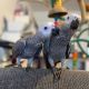 African Grey Parrot Birds for sale in Belmont, NC 28012, USA. price: NA