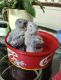 African Grey Parrot Birds for sale in Southeastern Ave, Hammond, IN 46324, USA. price: $600