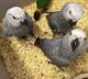 African Grey Parrot Birds for sale in New York, NY, USA. price: $700