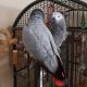 African Grey Parrot Birds for sale in New York, NY, USA. price: $700