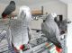 African Grey Parrot Birds for sale in Polacca, AZ 86042, USA. price: NA