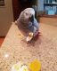 African Grey Parrot Birds for sale in Miami, FL, USA. price: $700