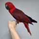 African Grey Parrot Birds for sale in 290 Richard St, Martinsburg, WV 25404, USA. price: $500