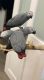 African Grey Parrot Birds for sale in Charlotte, NC, USA. price: $500