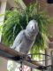 African Grey Parrot Birds for sale in Greensboro, GA 30642, USA. price: $600