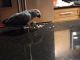 African Grey Parrot Birds for sale in Grand Rapids, MI, USA. price: $350,000