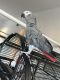 African Grey Parrot Birds for sale in 421 Dermody St, Roselle, NJ 07203, USA. price: NA