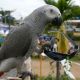 African Grey Parrot Birds for sale in S Los Angeles St, Los Angeles, CA 90021, USA. price: NA