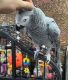 African Grey Parrot Birds for sale in 7917 Derry St, Harrisburg, PA 17111, USA. price: $800