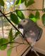 African Grey Parrot Birds for sale in Chicago, IL, USA. price: $800