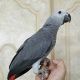 African Grey Parrot Birds for sale in Chicago, IL, USA. price: $800