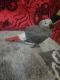 African Grey Parrot Birds for sale in Chicago, IL, USA. price: $750