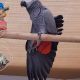 African Grey Parrot Birds for sale in Chicago, IL, USA. price: $900
