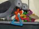 African Grey Parrot Birds for sale in San Diego, CA 92101, USA. price: NA