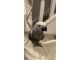 African Grey Parrot Birds for sale in Gela, NC 27565, USA. price: $480