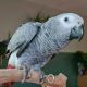 African Grey Parrot Birds for sale in Miami, FL, USA. price: $450