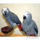 African Grey Parrot Birds for sale in Cebu City, Cebu, Philippines. price: 9000 PHP