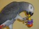 African Grey Parrot Birds for sale in Albany, NY 12205, USA. price: $1,200