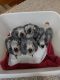 African Grey Parrot Birds for sale in Richmond, VA, USA. price: $750