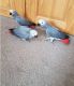 African Grey Parrot Birds for sale in Los Angeles, CA 90006, USA. price: NA
