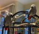 African Grey Parrot Birds for sale in Slatedale, PA 18079, USA. price: $800