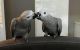 African Grey Parrot Birds for sale in Nashville, TN 37211, USA. price: NA