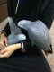 African Grey Parrot Birds for sale in Rocklin, CA 95765, USA. price: NA