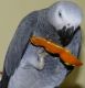 African Grey Parrot Birds for sale in Dallas, TX 75270, USA. price: $900