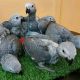 African Grey Parrot Birds for sale in Omaha, NE 68104, USA. price: $800