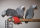 African Grey Parrot Birds for sale in Wilmington, DE 19899, USA. price: $500