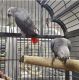 African Grey Parrot Birds for sale in Idaho Falls, ID 83403, USA. price: NA