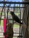 African Grey Parrot Birds for sale in Palm Springs, CA, USA. price: NA