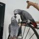 African Grey Parrot Birds for sale in Florida City, FL, USA. price: $500