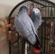 African Grey Parrot Birds for sale in Florida City, FL, USA. price: $500