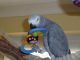 African Grey Parrot Birds for sale in 25301 Rockaway Blvd, Queens, NY 11422, USA. price: NA