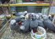 African Grey Parrot Birds for sale in State Hwy 20, Mooresville, AL 35649, USA. price: NA