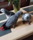 African Grey Parrot Birds for sale in Los Angeles, CA, USA. price: $500