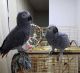 African Grey Parrot Birds for sale in New Orleans, LA, USA. price: $800