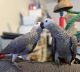 African Grey Parrot Birds for sale in New Orleans, LA, USA. price: NA