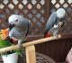 African Grey Parrot Birds for sale in Los Angeles, CA, USA. price: $700