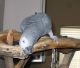 African Grey Parrot Birds for sale in Tolleson, AZ, USA. price: $3,000