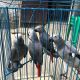African Grey Parrot Birds for sale in Uniondale, NY, USA. price: $300